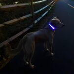 Dog on leash wearing light up collar blue LEDS on walking path