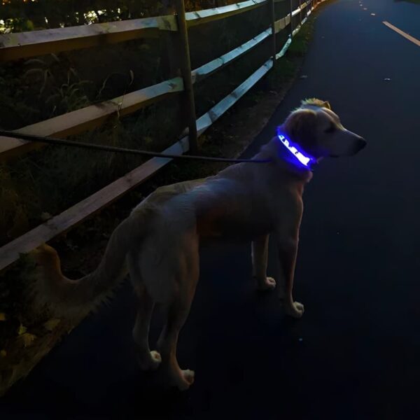Dog on leash wearing light up collar blue LEDS on walking path