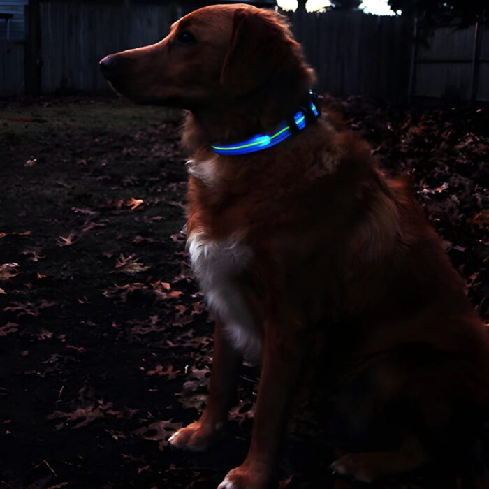 Cute Golden Retriver looking dog wearing blue LED dog collar in woods