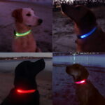Picture of 4 different dogs wearing LED dog collars on the beach