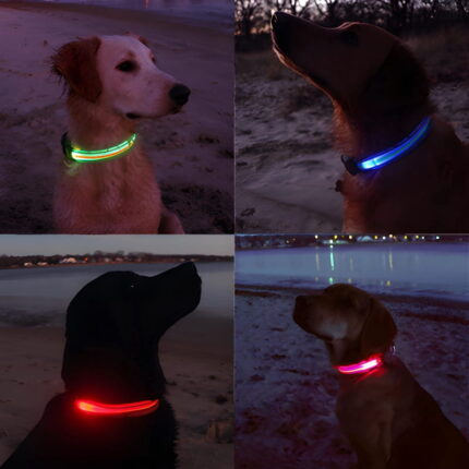 Picture of 4 different dogs wearing LED dog collars on the beach