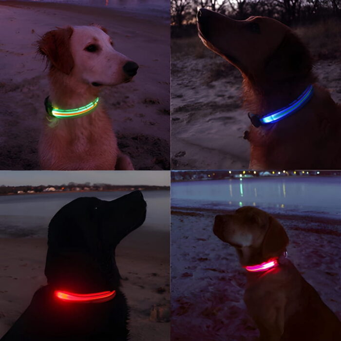 Picture of 4 different dogs wearing LED dog collars on the beach