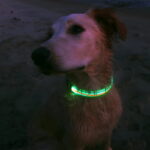 Cute white dog on beach wearing green LED dog collar