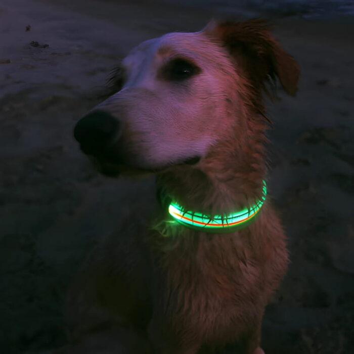 Cute white dog on beach wearing green LED dog collar