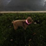 Poodle with pink LED dog collar on