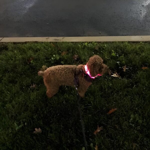 Poodle with pink LED dog collar on