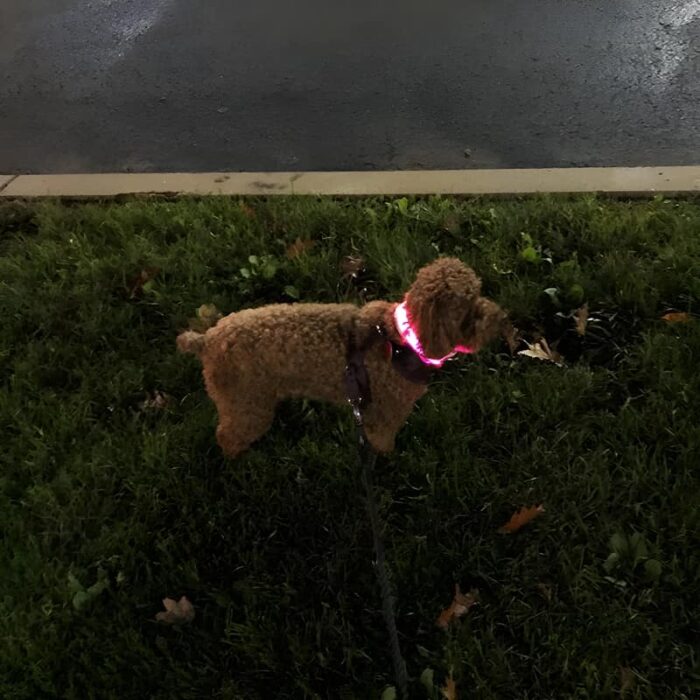 Poodle with pink LED dog collar on