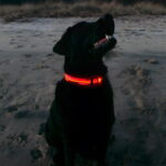 A black lab on the beach wearing a bright red glowing collar, illuminated against the sandy shoreline at dusk