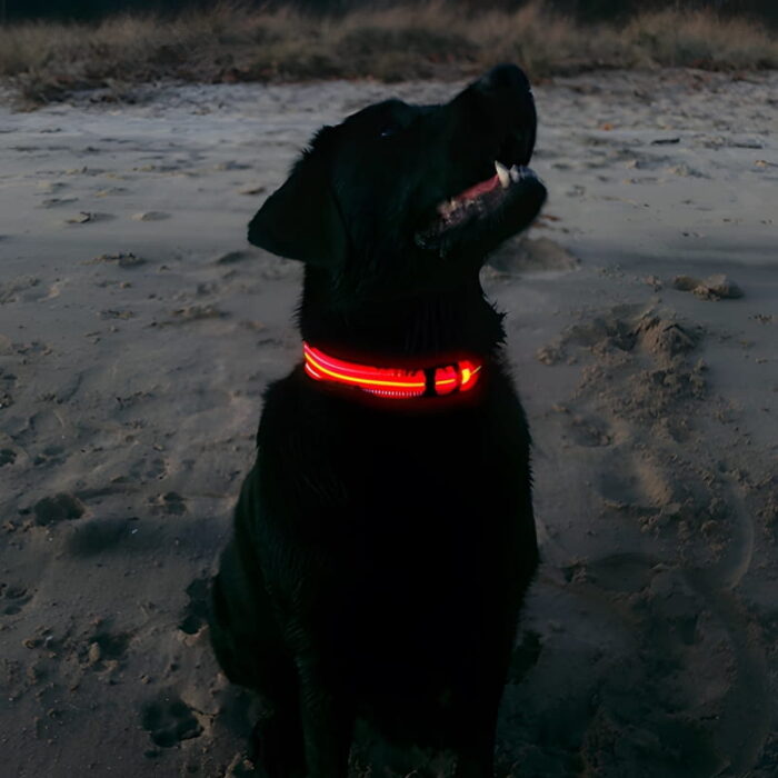 A black lab on the beach wearing a bright red glowing collar, illuminated against the sandy shoreline at dusk